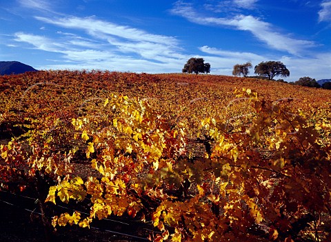 Autumnal Cabernet Sauvignon vineyard of BR Cohn    Glen Ellen Sonoma Co California