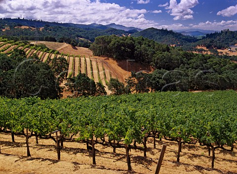 Benziger vineyards in the Sonoma Mountains west of   Glen Ellen Sonoma Co California       Sonoma Mountain AVA
