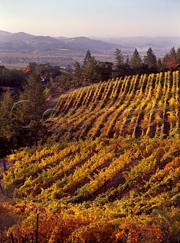 Autumnal vineyards north of Healdsburg Sonoma County California Alexander Valley