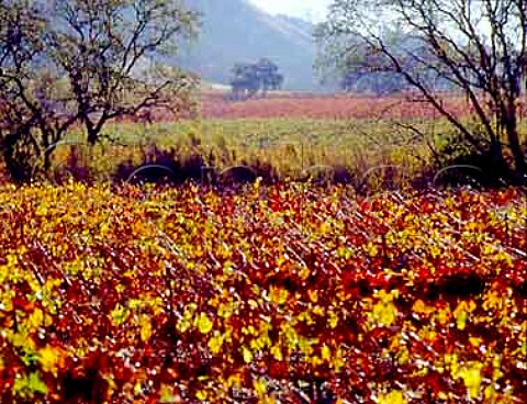 Autumnal Cabernet Sauvignon vineyard of   Sausal Winery Healdsburg Sonoma Co California   Alexander Valley AVA