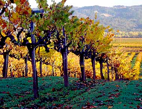 Autumnal vineyard near Geyserville Sonoma Co   California   Alexander Valley AVA