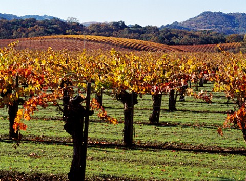 Autumnal Cabernet Sauvignon vineyard of   Field Stone Winery Healdsburg Sonoma Co   California   Alexander Valley AVA