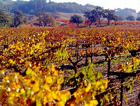 Autumnal Cabernet Sauvignon vineyard of   Hanna Winery Healdsburg Sonoma Co California   Alexander Valley AVA