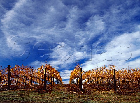 Autumnal vineyard near Geyserville   Sonoma Co California  Alexander Valley AVA