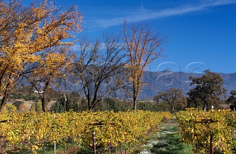 Autumnal Viognier vineyard on Fetzer   Valley Oaks Ranch Hopland Mendocino   Co California