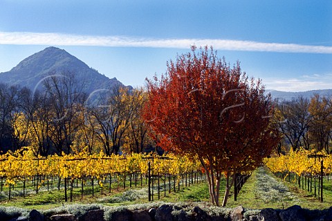 Autumnal Viognier vineyard and Myrtle   trees on Fetzer Valley Oaks Ranch   Hopland Mendocino Co California