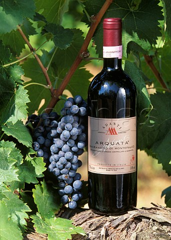 Bottle of Adanti Sagrantino di Montefalco with Sagrantino grapes  Umbria Italy