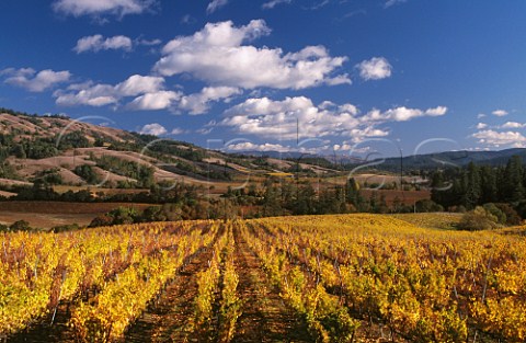 Autumnal Chardonnay vineyard of   Roederer Estate Philo Mendocino Co California Anderson Valley
