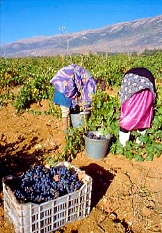 Harvesting in vineyard of Chateau Musar   at Aana in the Bekaa Valley Lebanon