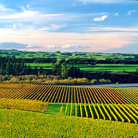 Riverview Vineyard of Morton Estate by the   Ngaruroro River near Hastings New Zealand   Hawkes Bay