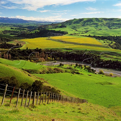 Riflemans Terraces Vineyard of Sacred Hill by the   Tutaekuri River in the Dartmoor Valley Puketapu   New Zealand   Hawkes Bay