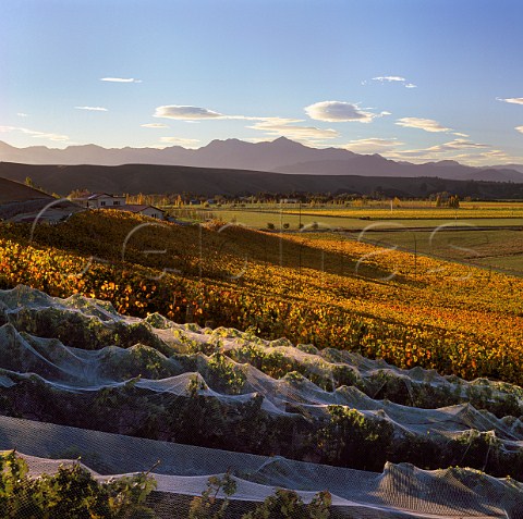 Autumnal vineyard of TerraVin in the Omaka Valley   Marlborough New Zealand
