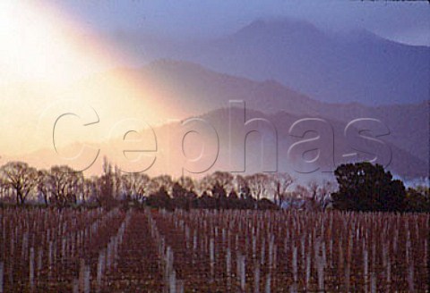 Shafts of sunlight through storm clouds   above Renwick vineyard of Brancott Estate  Marlborough New Zealand