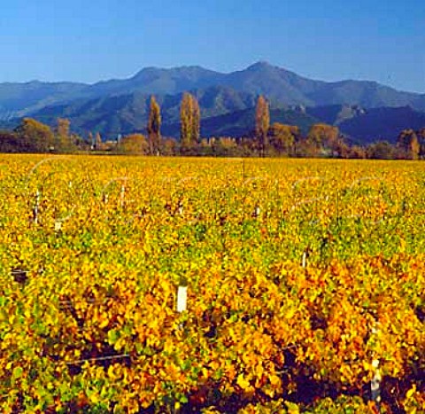 Autumnal Renwick vineyard of Brancott Estate  Marlborough New Zealand