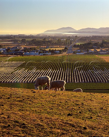 Seifried Estate vineyard Brightwater Nelson   New Zealand    Nelson