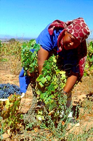 Harvesting Pinotage grapes in vineyard   of Spice Route Wine Company Swartland   South Africa