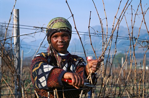 Winter pruning of vines in vineyard of   Fairview Paarl South Africa