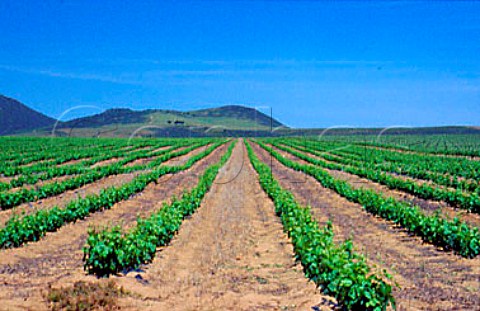 Bush vines Swartland South Africa