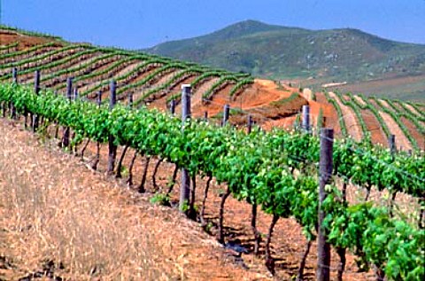 Merlot vineyard of Groote Post   Darling South Africa  Swartland