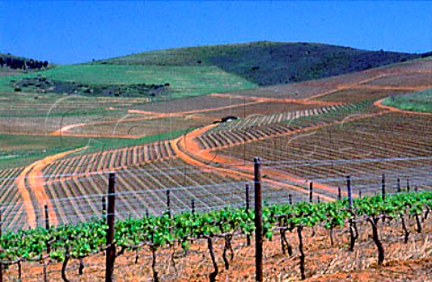 Vineyards of Groote Post   Darling South Africa  Swartland