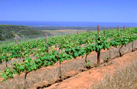 Vineyard of Groote Post with the   Atlantic Ocean in the distance   Darling South Africa  Swartland