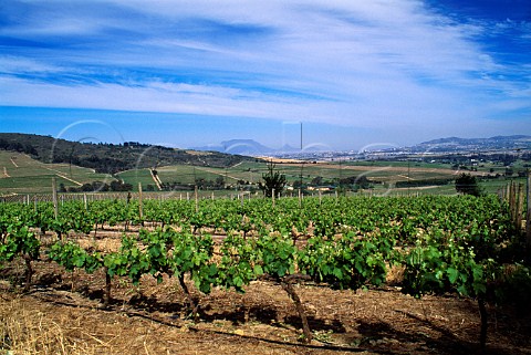 Vineyards of Kaapzicht Stellenbosch   South Africa