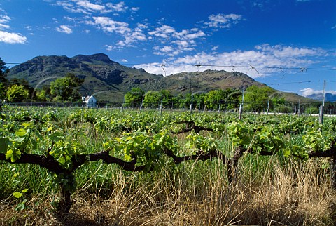 Vineyard and old winery of Avondale    Paarl South Africa