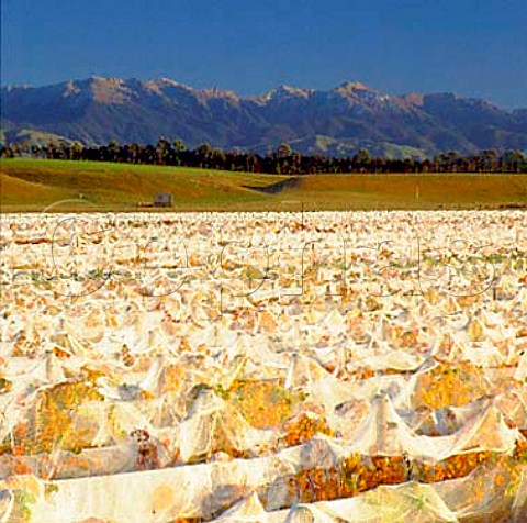 Bird netting covered vineyard of Schubert Wines   Gladstone New Zealand     Wairarapa