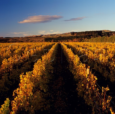 Autumnal vineyard of Alana Estate Martinborough   New Zealand    Wairarapa
