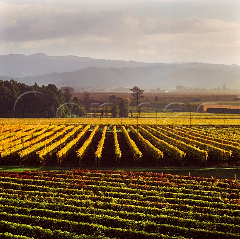 Waiohika Estate Vineyards Gisborne New Zealand