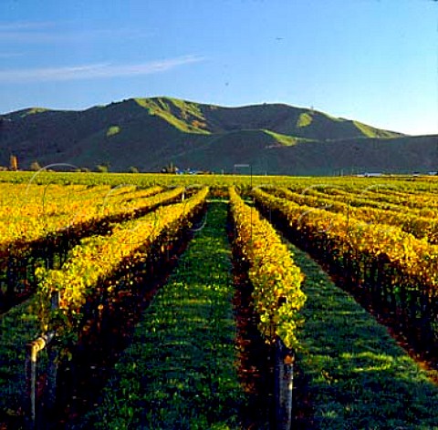 Patutahi Estate Vineyard of Montana Patutahi Gisborne New Zealand