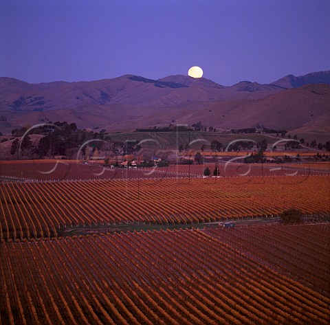 Moonrise over vineyards in the Brancott Valley   Marlborough New Zealand