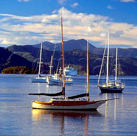 Yachts in Queen Charlotte Sound with the   interisland ferry coming into Picton from the North   Island    Marlborough New Zealand