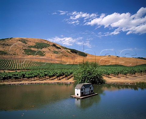 Vineyard of Schug Winery Sonoma California      Carneros