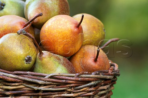 Basket of Martin Sec pears a cooking   variety from Piemonte Italy