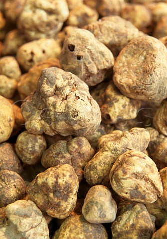 White truffles from Alba Piemonte Italy