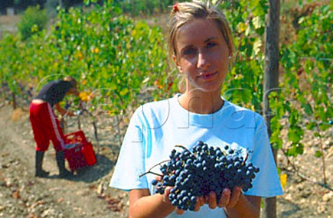 Picker holding harvested Sangiovese   grapes in vineyard of Il Molino di    Grace Lucarelli near Panzano in   Chianti Tuscany Italy   Chianti Classico