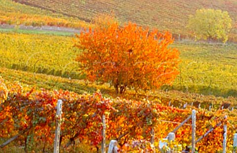 Autumnal vineyards near Nizza   Monferrato Piemonte Italy   Dolcetto dAsti