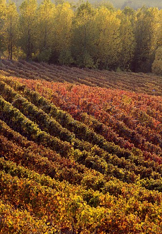 Autumnal vineyards near   Nizza Monferrato Piemonte Italy   Dolcetto dAsti