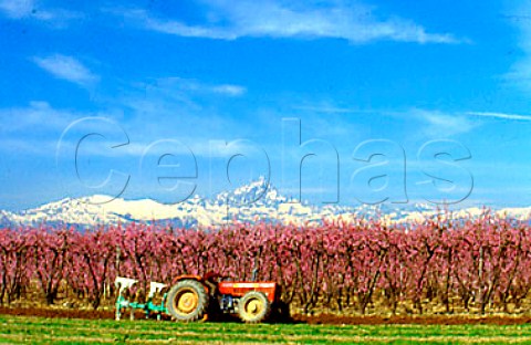 Springtime in peach orchard with Monte   Viso beyond 3841m Piemonte Italy