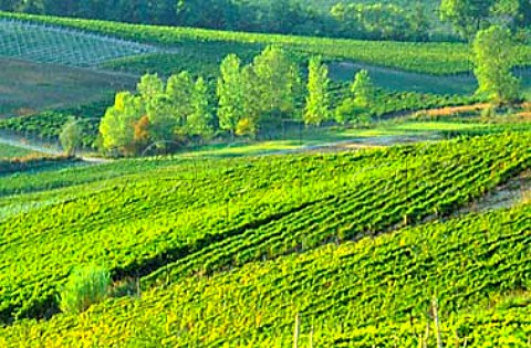 Moscato vineyards near Fontanile   Piemonte Italy   Moscato dAsti