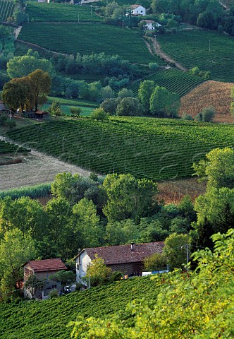 Vineyards near Nizza Monferrato   Piemonte Italy     Moscato dAsti  Barbera dAsti