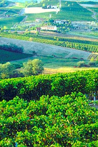 Vineyards near Nizza Monferrato   Piemonte Italy   Moscato dAsti    Barbera dAsti