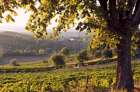 Vineyards near Fontanile Piemonte   Italy   Moscato dAsti    Barbera dAsti  Dolcetto dAsti