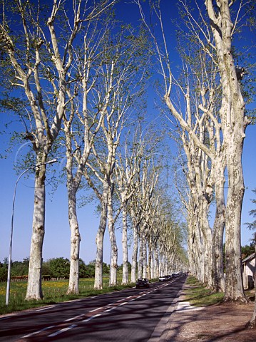 Plane tree lined avenue leading towards Amboise   IndreetLoire France  Touraine
