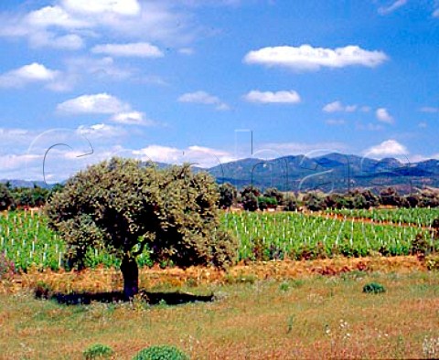 Vineyard near to the Cantina Sociale Santadi   Santadi Sardinia Italy