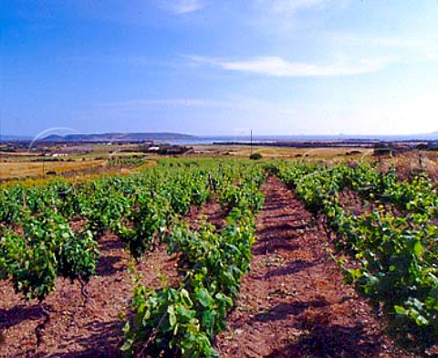 Vineyard with the Golfo di Plmas in the distance   near Giba on the southwestern tip of Sardinia    Italy