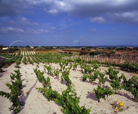 Vineyards with bamboo windbreaks on the coastal sand dunes at Calasetta Isola di SantAntoco Sardinia Italy