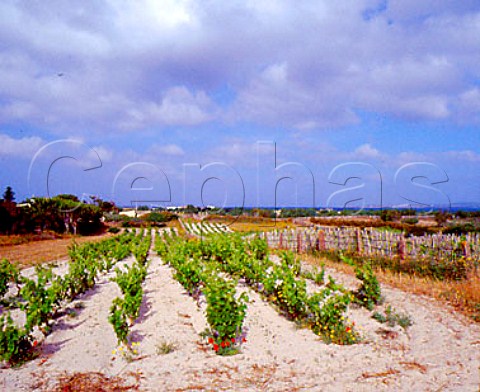 Vineyards with bamboo windbreaks on the coastal sand   dunes at Calasetta Isola di SantAntoco Sardinia   Italy