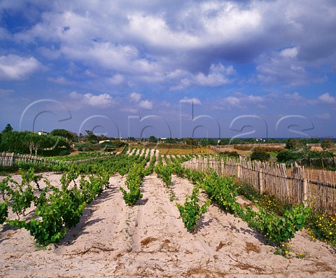 Vineyards with bamboo windbreaks on the coastal sand dune at Calasetta Isola di SantAntoco Sardinia Italy